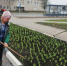 Более 42 000 тюльпанов были высажены на улицах Губкина - Сетевое издание Просторы 31