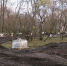 В Губкине обновляют городской парк - Gubkin.City
