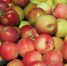 Советы врача: правильное питание и диеты — в чём разница - Gubkin.City